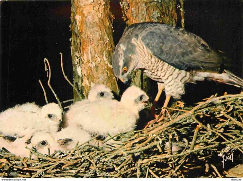 Carte postale animaux - postale,