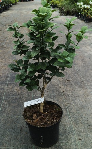 Citrus aurantifolia mexicana - aurantifolia, 'mexicana'