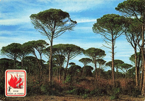 Saint tropez pins - tropez, parasol