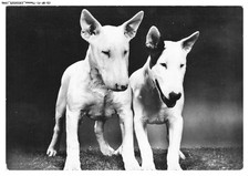 CD-BFP1-0974-CHIEN - Bull