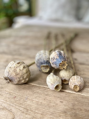 Giant papaver pop - , branches
