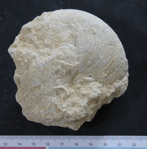 Nautile fossile bathonien - nautile,