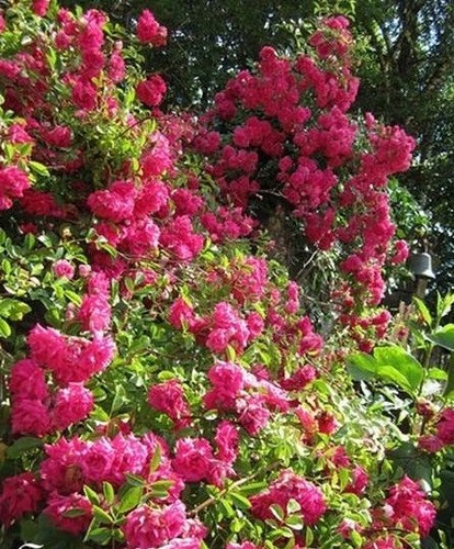 Rosier liane ancien rose - rosier, 'rose