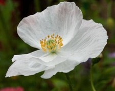 60 graines PAVOT BLANC DE