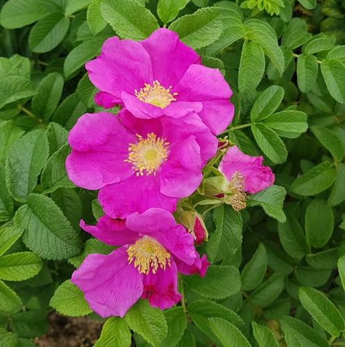 Rosa rugosa rosier rugueux - rosa, /