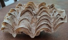 Coquillage Benitier, Deux Parties LG 21 Cm