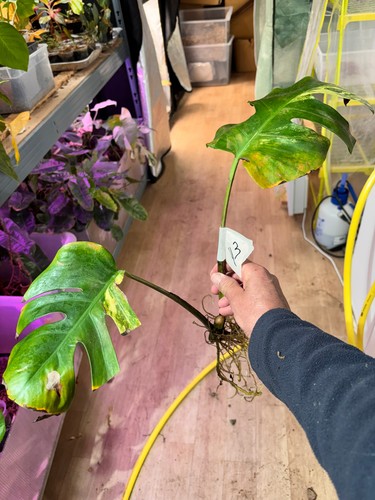 Bouture monstera yellow - bouture,