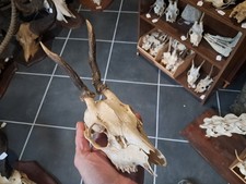 Crâne de chevreuil tête