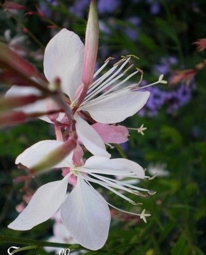 Gaura lindheimeri - ♫,