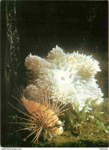 Carte postale animaux - carte,