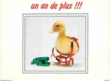 Animals - Birds - Ducks - Duckling - CPM - See Duplex Scans