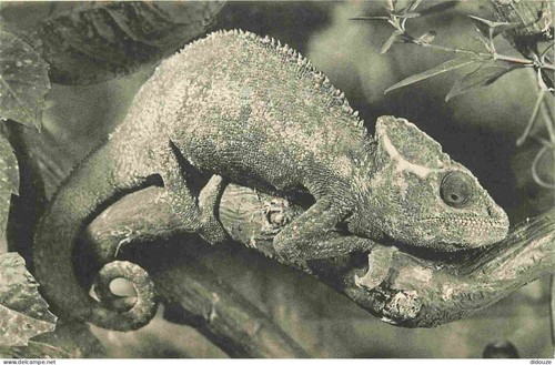 Carte postale animaux - postale,