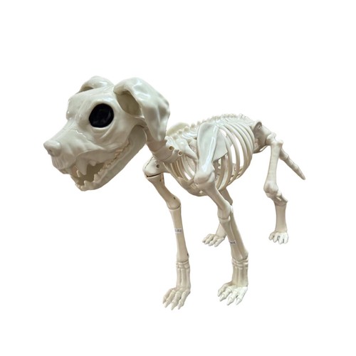 Squelette chien pour - squelette, de