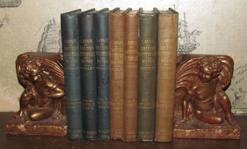 1886 larvae the british - 1886,
