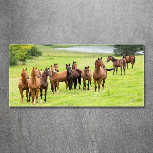 Tulup image sur verre - image,