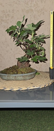 Bonsai figuier ficus arbre - figuier,