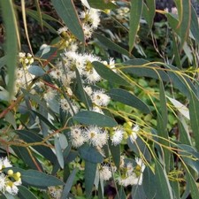 Eucalyptus globulus -