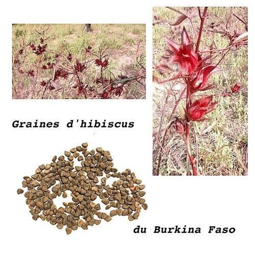 Graines hibiscus bissap - hibiscus,