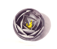 Boule presse papier sulfure en