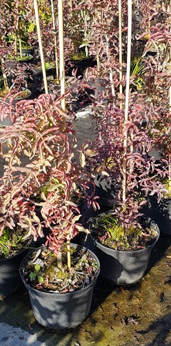 Pistacia atlantica - (de, semis)