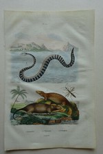 Engraving 1835 Dictionary Natural History Guérin - Hydrometer, Hydromys...