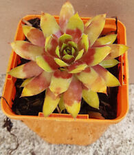 Sempervivum CHICK CHARMS® 'Gold Rush' / Joubarbe jaune orangé / Godet / Succu...