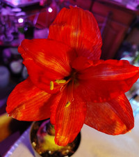  Hippeastrum miniature