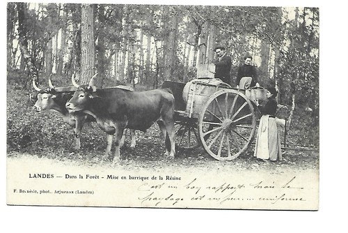 Landes dans la foret - ,