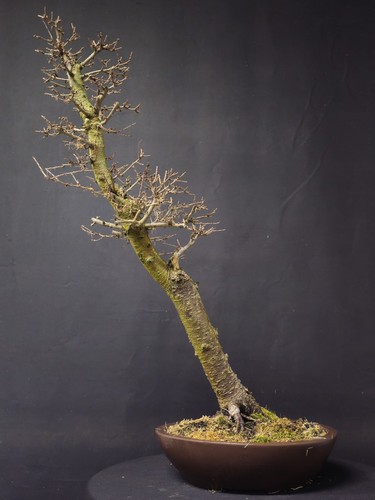 American larch slanted style - american,