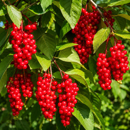 Schisandra chinensis vigne - schisandra,