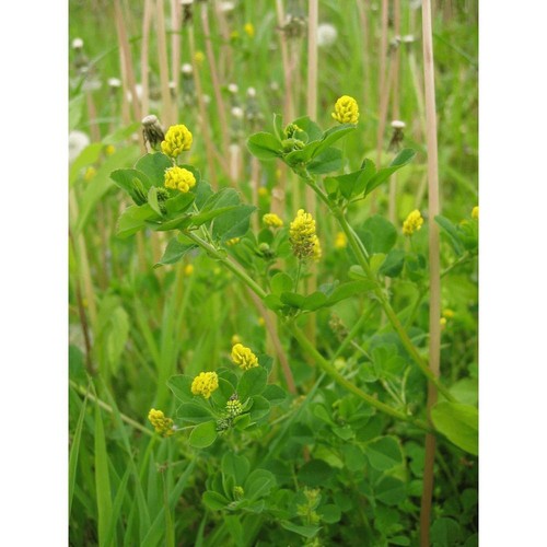 Luzerne lupuline medicago - luzerne,