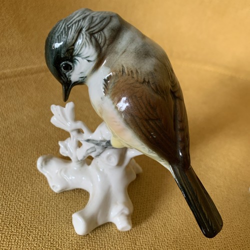 Meissen mésange en - mésange,