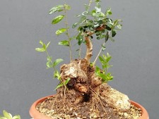 Bonsaï olivier 30 x 20 cm en