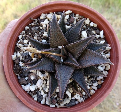 Haworthia tesselata - haworthia, x