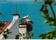 Animaux - Oiseaux - Cigognes - Knokke - Zoute - Réserve Ornithologique du Zwin -