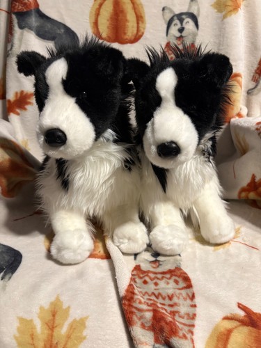 Douglas chase border collie - douglas,