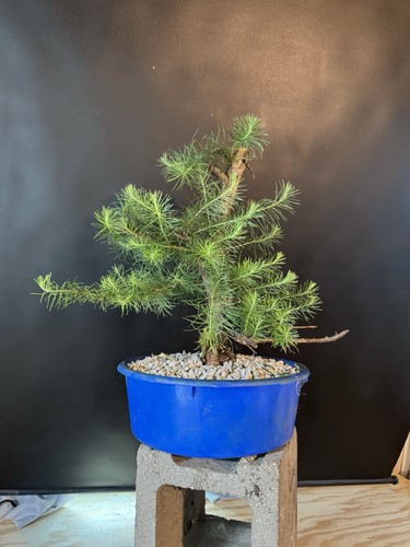 Collected american larch - collected, pre