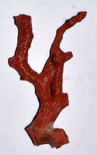  MEDITERRANEAN RED CORAL - 83mm - 24gr