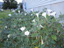 Datura, 150 Seeds, Trumpet Flower, Angel Trumpet, Moon Flower, Sacred Datura