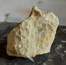 Corail fossile de France Goniopora elegans Éocène Ilerdien France coral