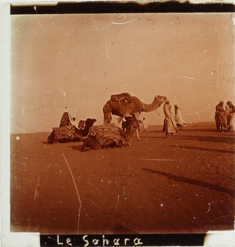 Sahara désert chameaux - sahara, le