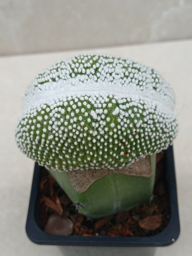 Blossfeldia liliputana werderm - blossfeldia,