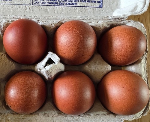 Black cooper marans - black,