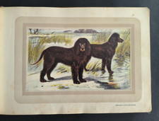 Hunting, Irish water spaniel