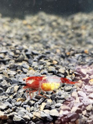 Crevette rilli red neocaridina - rilli,