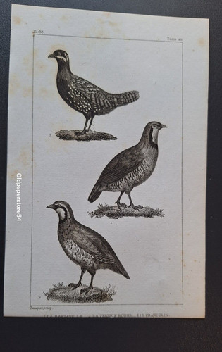 Gravure buffon oiseau la - gravure,