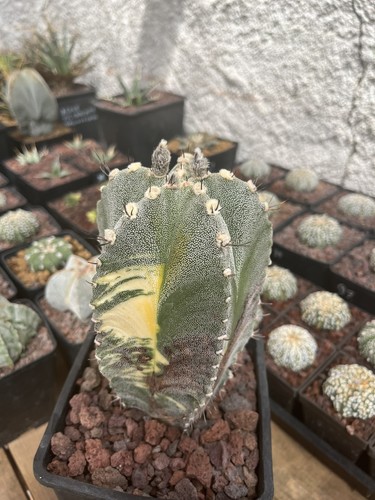 Astrophytum myriostigma japan - astrophytum,