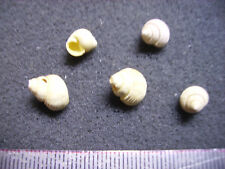 129.01 B -TUBA SULCATA -