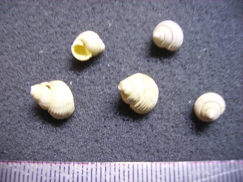 129 tuba sulcata - 129.01, b