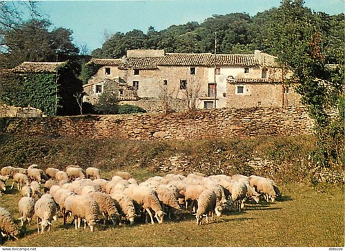 Carte postale animaux - carte,